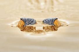 The Gold Eye (Andri Priyadi) - Muzeo.com
