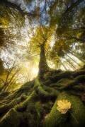 The goodbye of a leaf (Alberto Ghizzi Panizza) - Muzeo.com