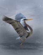 The Great Blue Heron (Krystina Wisniowska) - Muzeo.com