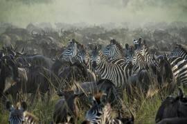 The Great migration (Giuseppe Damico) - Muzeo.com