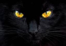 The hypnotist of the night (Ferdinando Valverde) - Muzeo.com