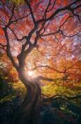 The Japanese Tree (Javier de la Torre) - Muzeo.com
