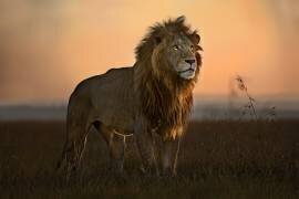 The King in the morning light (Xavier Ortega) - Muzeo.com