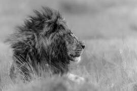 The king is alone (Massimo Mei) - Muzeo.com