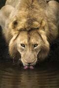 The Lion (Dan Mirica) - Muzeo.com
