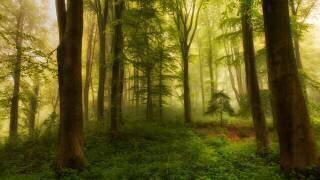 The little tree (Leif Londal) - Muzeo.com