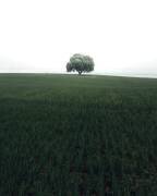 The lonely oak tree (Christian Lindsten) - Muzeo.com