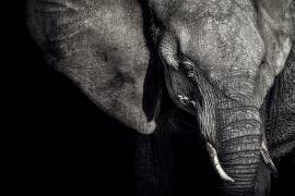 The Matriarch (Piet Flour) - Muzeo.com