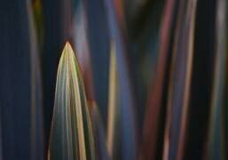The one that stands out (Robin Wechsler) - Muzeo.com