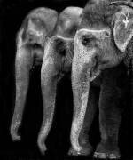The only harmless great thing (Yvette Depaepe) - Muzeo.com