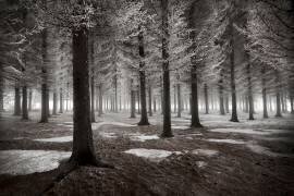 The onset of winter (Dragisa Petrovic) - Muzeo.com