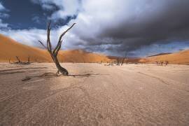 The past life of Deadvlei (Marco Tagliarino) - Muzeo.com
