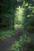 The path (Christian Lindsten) - Muzeo.com