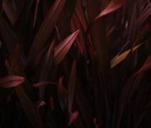 The pink leaf (Robin Wechsler) - Muzeo.com
