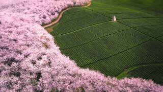 The road of flower (Tianqi) - Muzeo.com