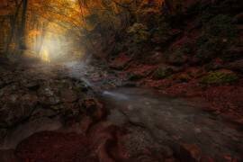 The Season of the Fall (Kirill Volkov) - Muzeo.com