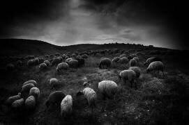 The sheep in the valley (Miki Meir Levi) - Muzeo.com