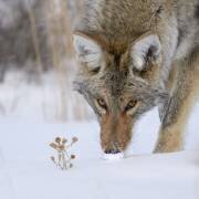 The Thistle and the Hunter (Peter Hudson) - Muzeo.com