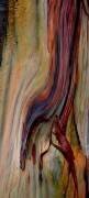 Thin skin (Robin Wechsler) - Muzeo.com