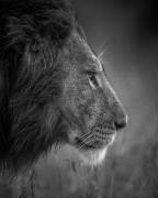 Thinking Under The Rain (Faisal ALnomas) - Muzeo.com