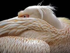 To be half asleep... (Thierry Dufour) - Muzeo.com