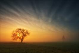 Arbre (Krzysztof Browko) - Muzeo.com
