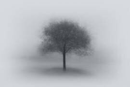 Tree in Fog (Aidong Ning) - Muzeo.com