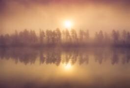 Tree Line (Andreas Christensen) - Muzeo.com