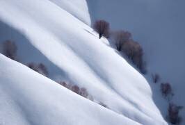 Trees and Pure Snow (Majid Behzad) - Muzeo.com