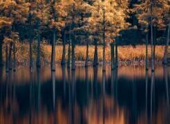 Trees in the Water (Majid Behzad) - Muzeo.com