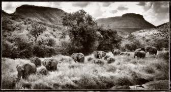 Troupeau matriarcal d'Eléphants dans la vallée de la Klip (Philippe-Alexandre Chevallier) - Muzeo.com