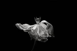 Tulip (Lotte Gronkjar) - Muzeo.com