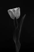 Tulipe (Lotte Gronkjar) - Muzeo.com