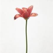 Tulipe à longue tige (Lotte Gronkjar) - Muzeo.com