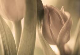 Tulipes (Allan Wallberg) - Muzeo.com