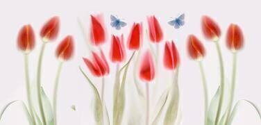 Tulips (Mandy Disher) - Muzeo.com
