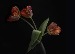 Tulips in vase (Lotte Gronkjar) - Muzeo.com