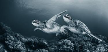 Twin dance (Andrey Narchuk) - Muzeo.com