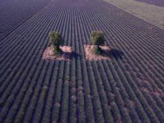 Twins (Jure Kravanja) - Muzeo.com