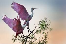 Two Roseate Spoonbills (Phillip Chang) - Muzeo.com