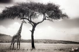Under the African sun (Piet Flour) - Muzeo.com