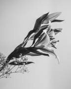 Une belle fleur (Rahel Jo) - Muzeo.com