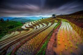 Unseen Rice Field (Tetra) - Muzeo.com