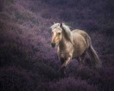 Untamed Beauty (Avishek Patra) - Muzeo.com