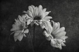 Untitled (Stephen Clough) - Muzeo.com