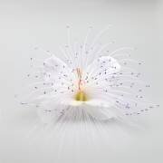 Untitled (Rico Cavallo) - Muzeo.com