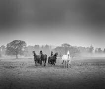 Untitled (David Ahern) - Muzeo.com
