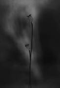 Vieux coquelicots (Lotte Gronkjar) - Muzeo.com