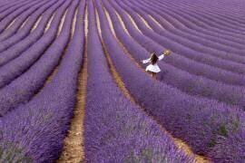 Violet (Massimo Della Latta) - Muzeo.com