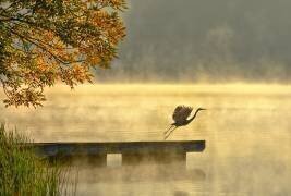 Vol du matin (Eric Zhang) - Muzeo.com